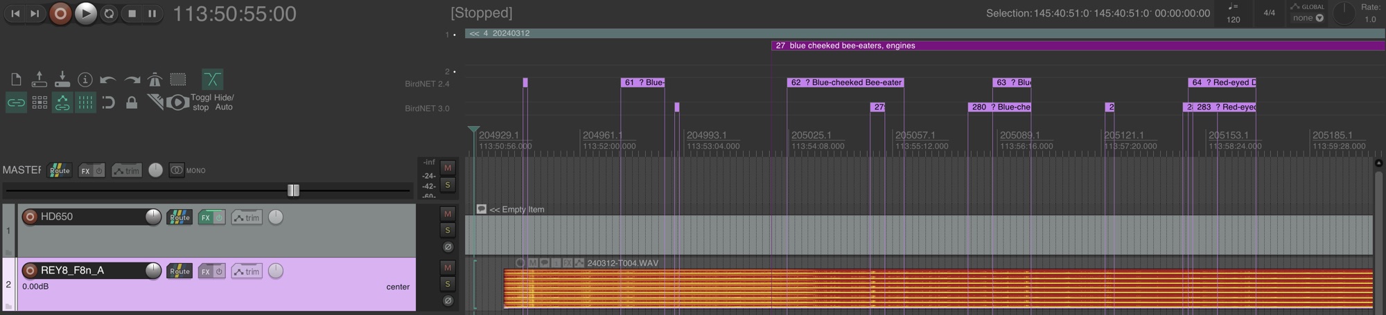 REAPER timeline with ReaWild regions on the BirdNET 2.4 and BirdNET 3.0 lanes, such as ? Blue-cheeked Bee-eater and ? Red-eyed Dove, above a recording from Tasso Island, Sierra Leone