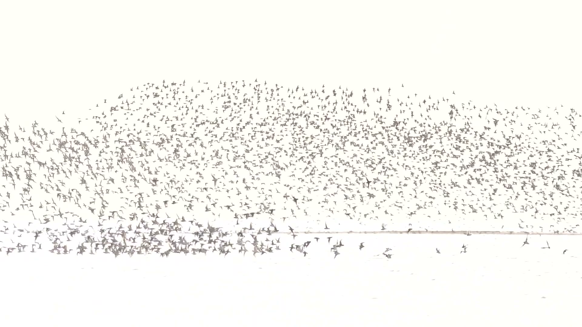 A flock of shorebirds over Banc d'Arguin, Mauritania