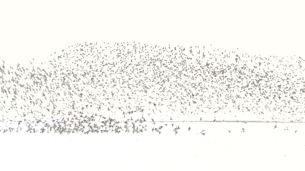 A flock of shorebirds over Banc d'Arguin, Mauritania