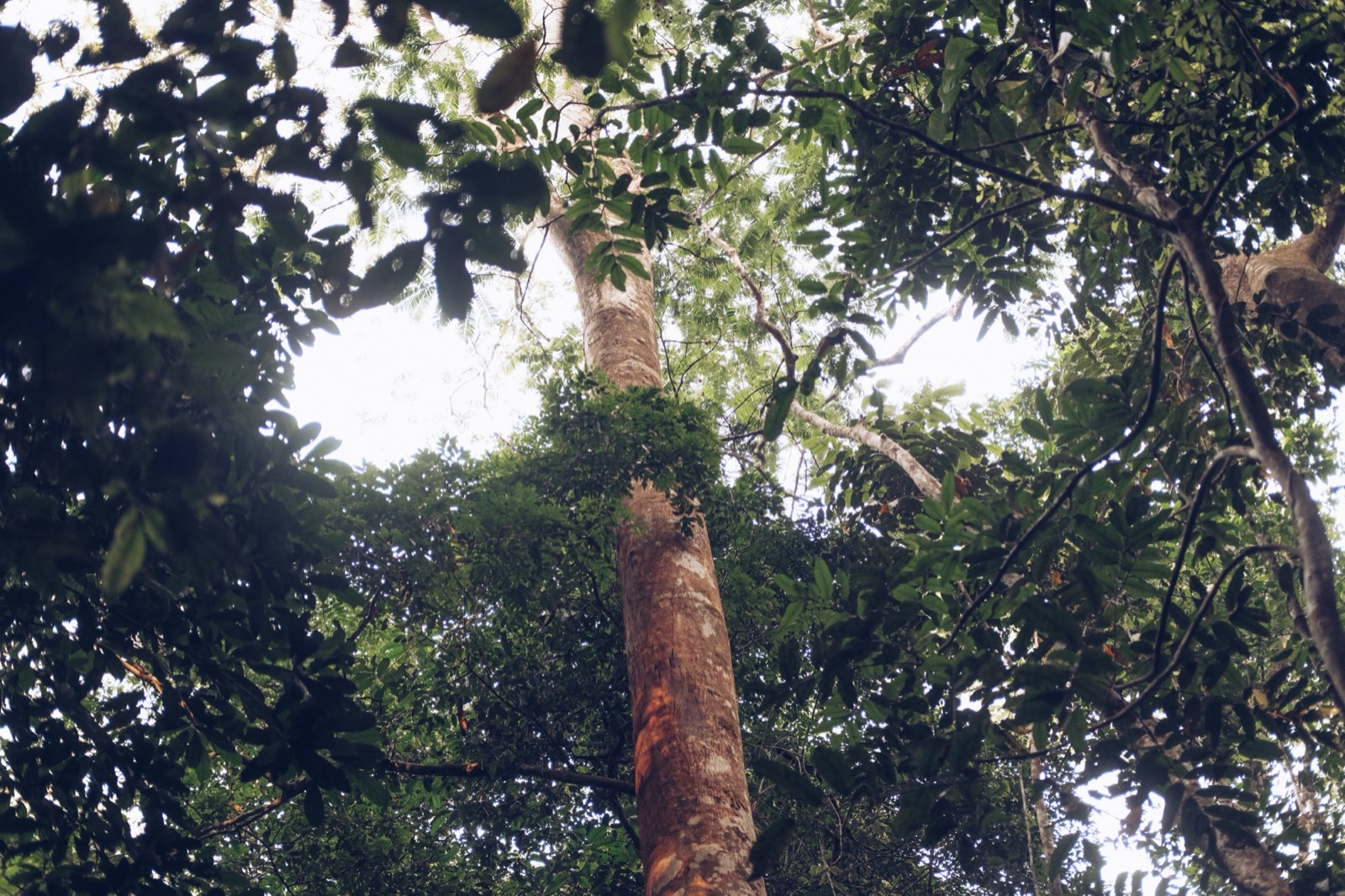 El dosel del bosque visto a través del icono de la hoja de Sounding Wild