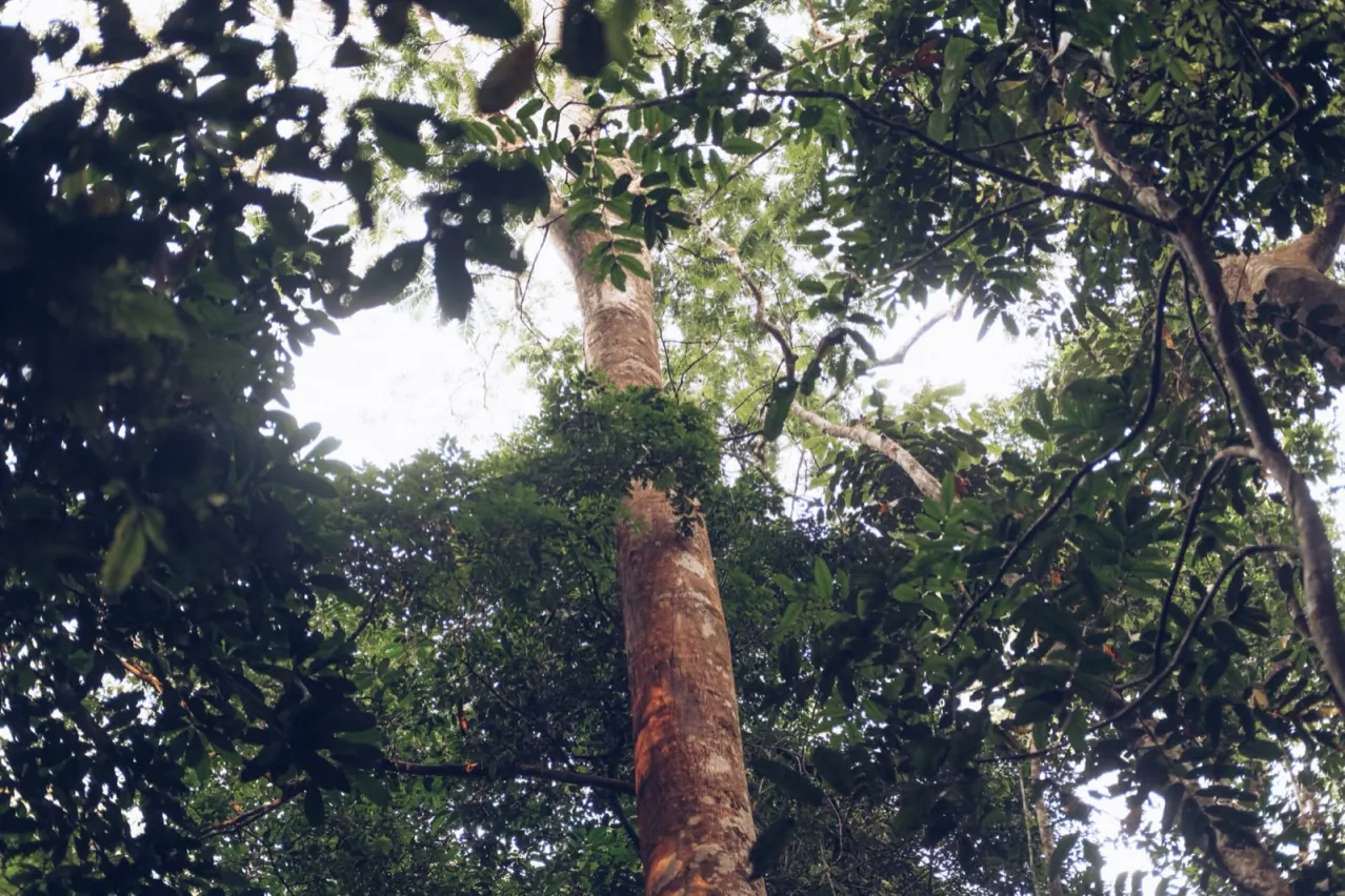 Forest canopy seen through the Sounding Wild leaf icon