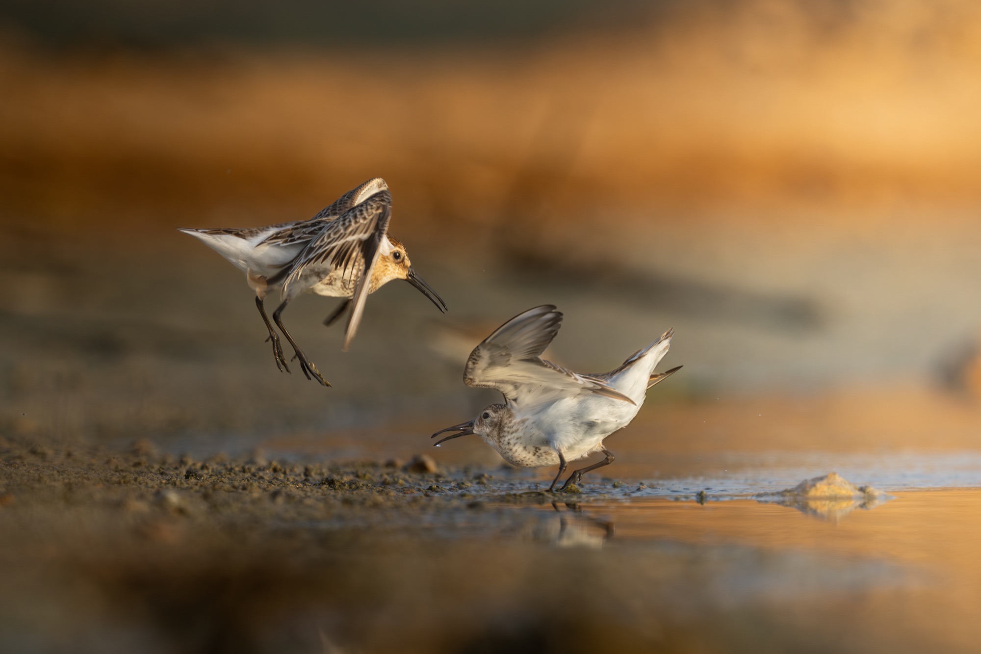 Bécasseaux variables sur le rivage dans la lumière dorée