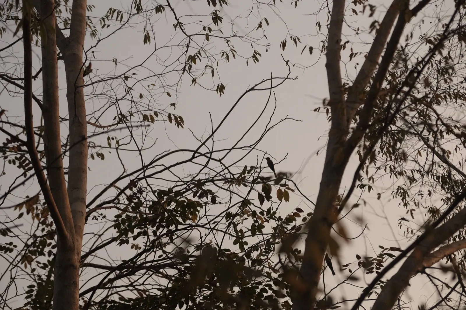 Bare branches against an evening sky