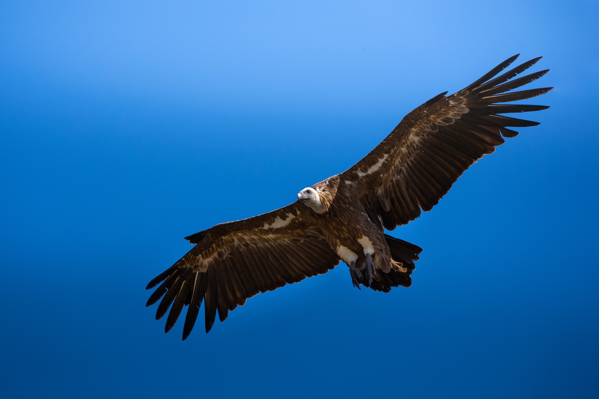 Vautour fauve en vol sur fond de ciel bleu
