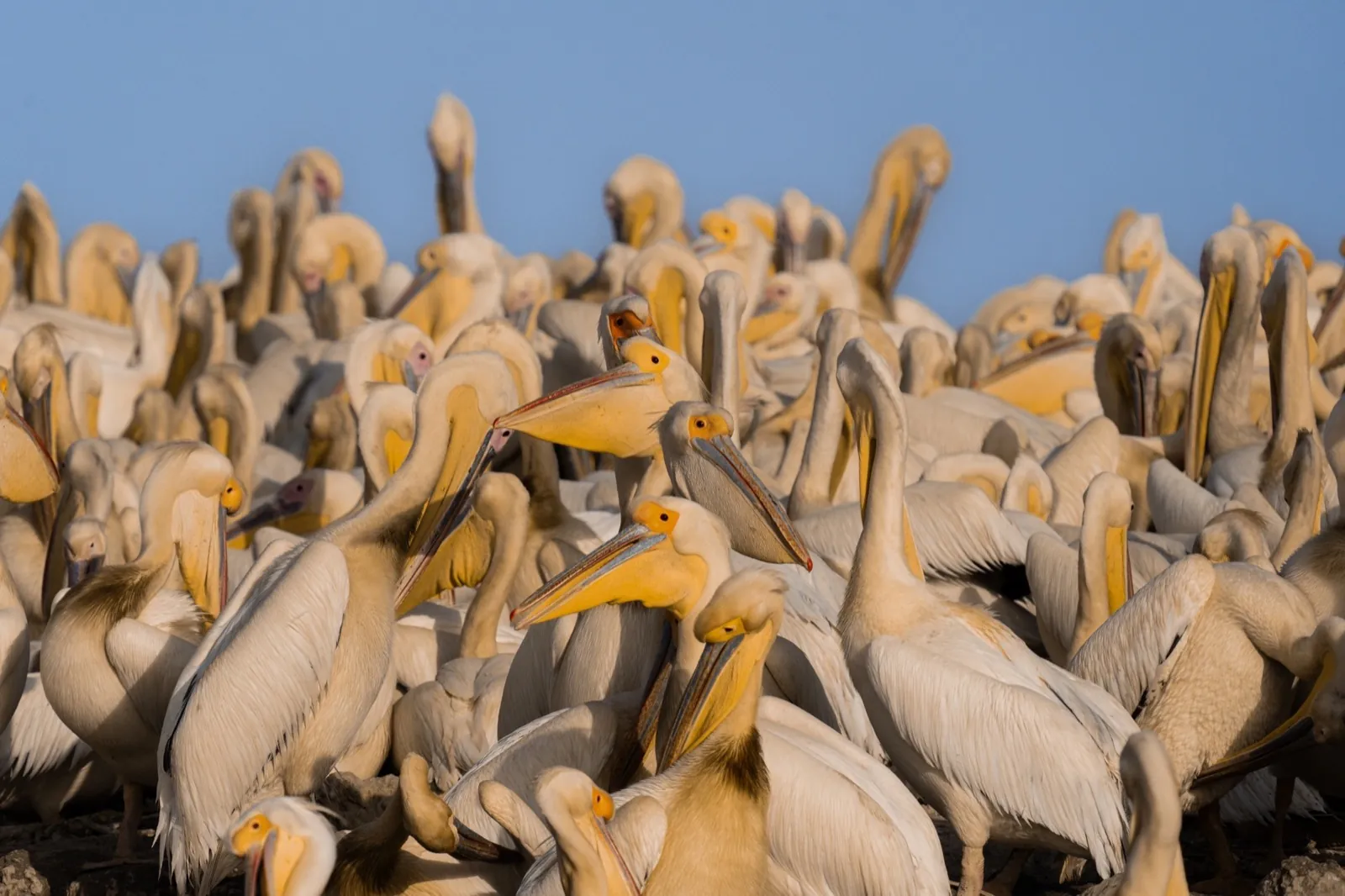 Rosapelikane dicht gedrängt, Senegal