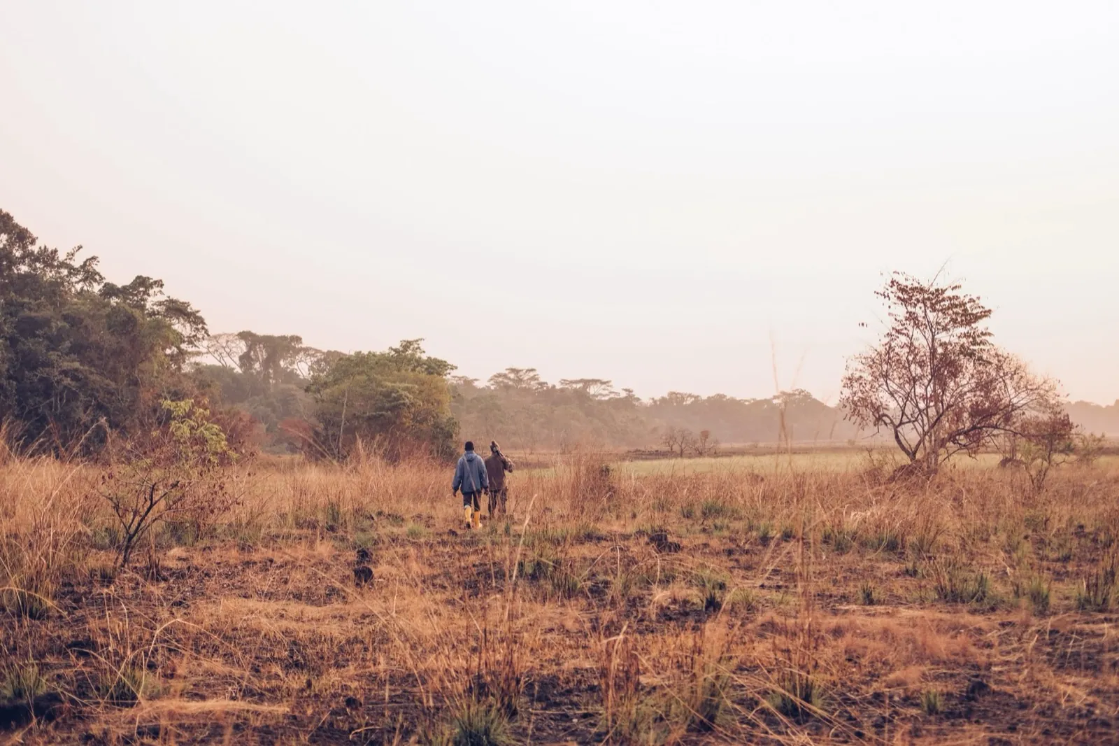 Two people walking through dry grassland at dawn, Liberia