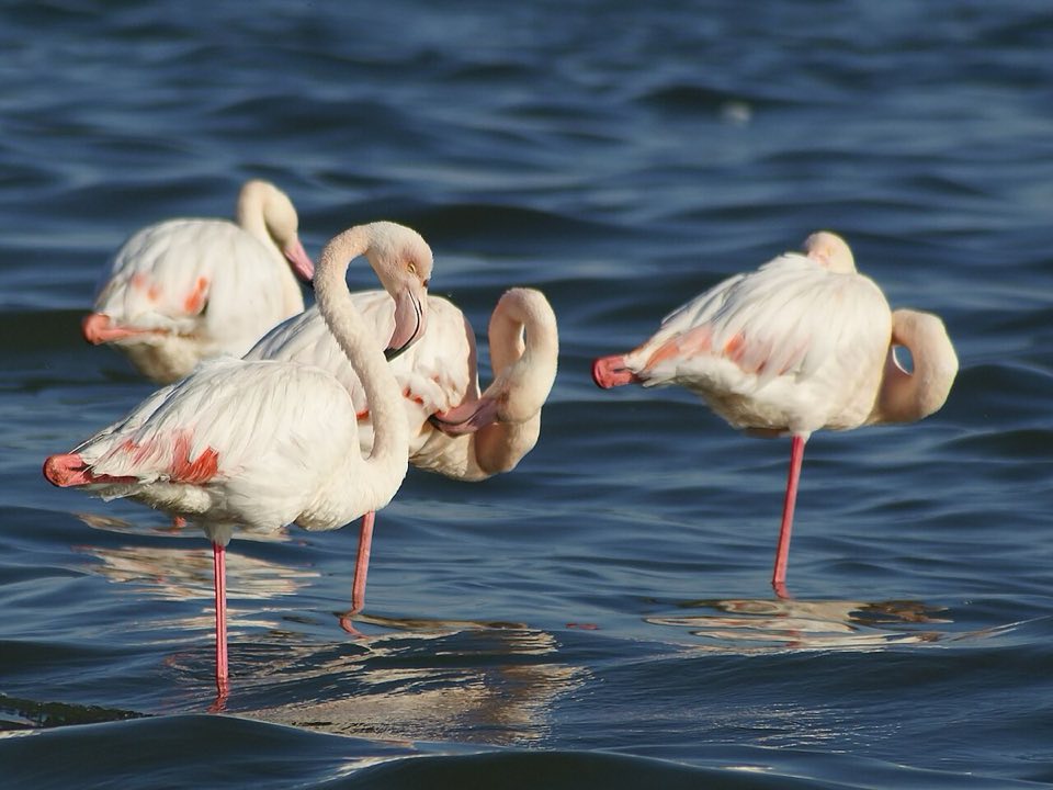 Flock of greater flamingos preening in shallow water on the Namib coast
