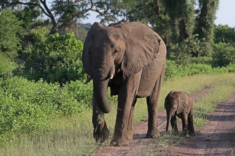 African elephant mother with a young calf in the bush