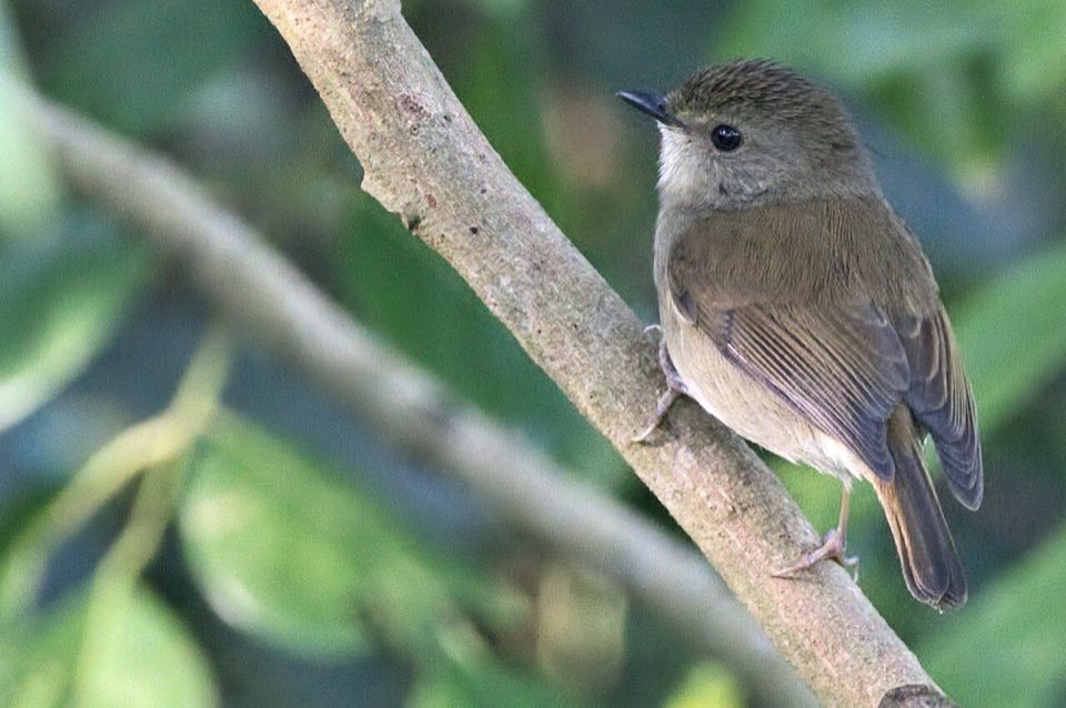 Gabela akalat, a small brown forest robin, perched in the understorey