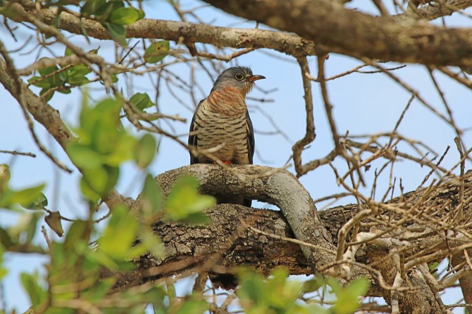 Red-chested cuckoo perched on a branch