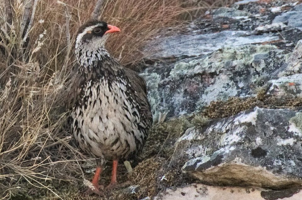 Swierstra's francolin on the forest floor