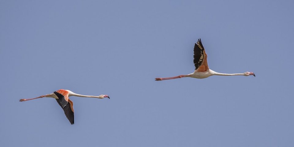 Greater flamingos flying low over shallow water