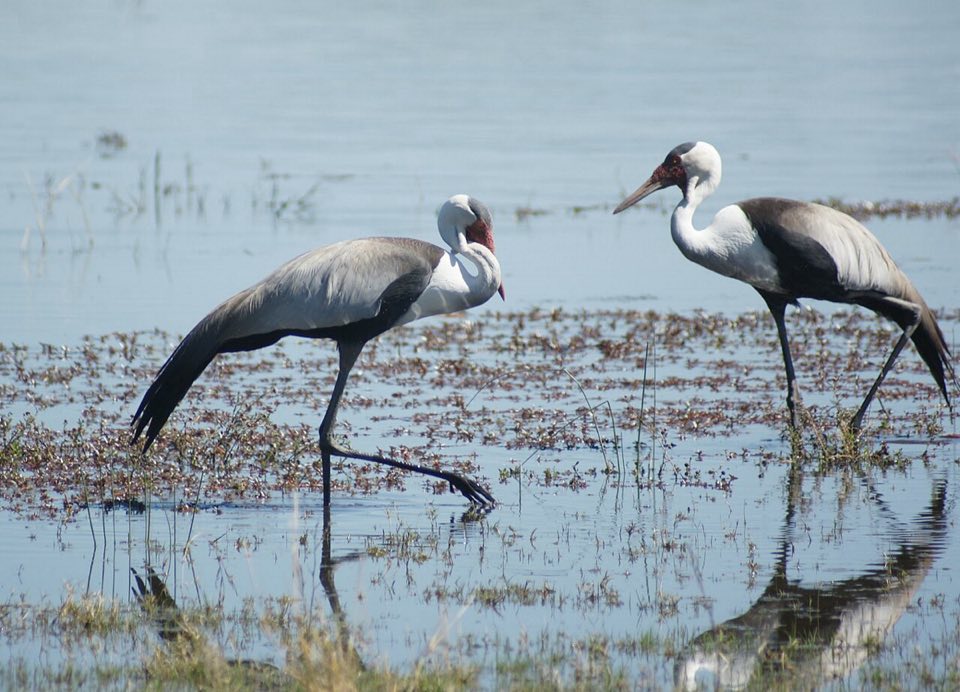 Two wattled cranes wading in the Okavango floodplain