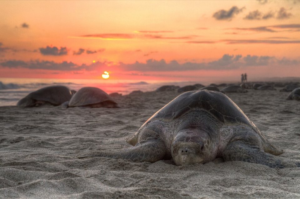 Olive ridley turtle on a nesting beach at sunset