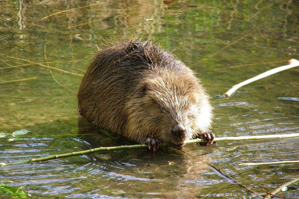 Eurasian beaver in the Lobau backwaters, Vienna