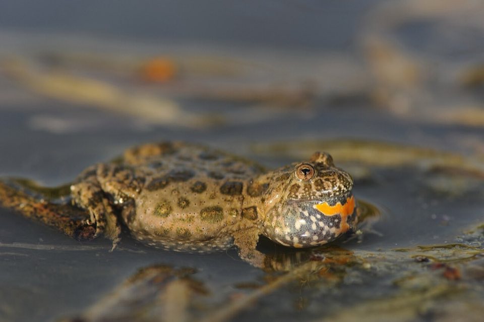 Fire-bellied toad calling at the water surface
