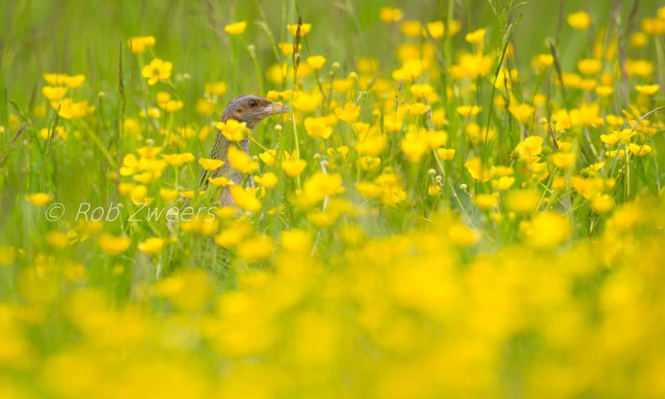 Corncrake in a meadow