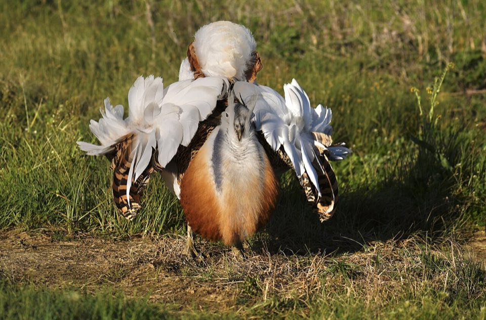 Male great bustard in full foam-bath display