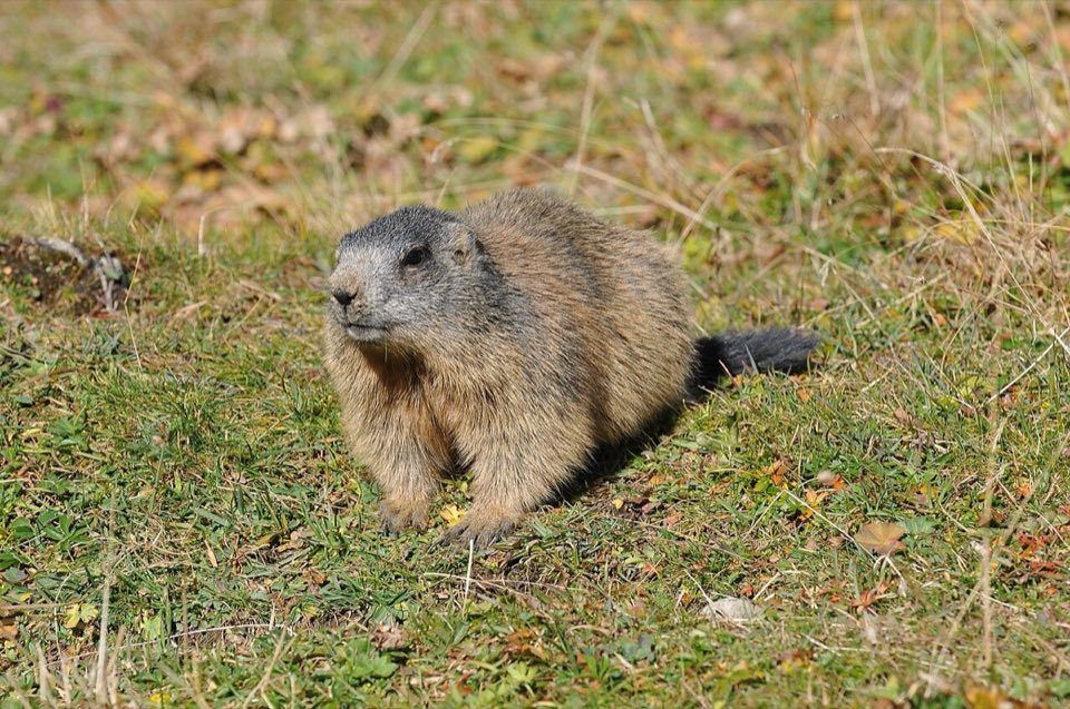 Alpine marmot sitting on an alpine slope