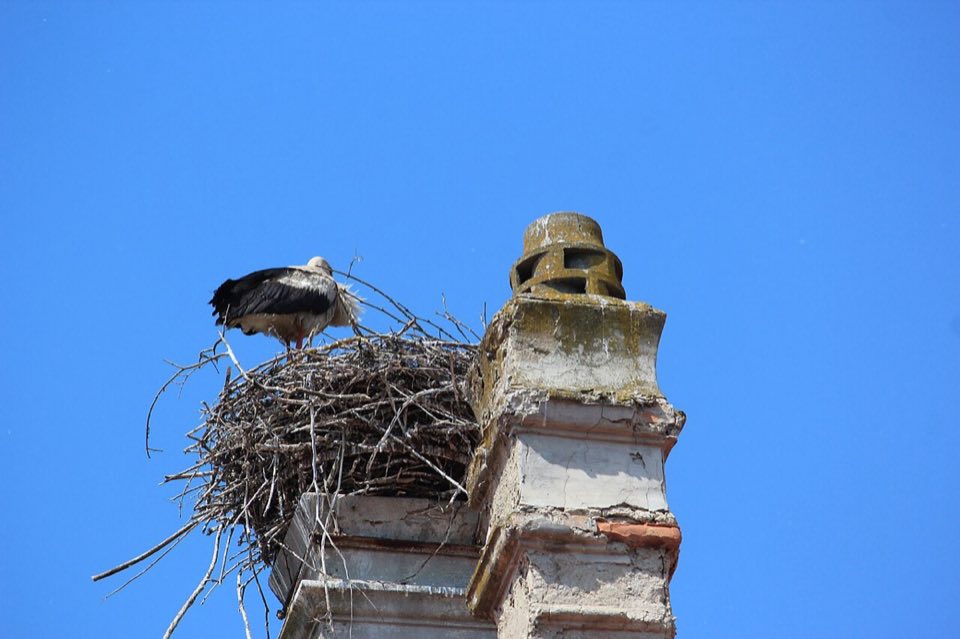 A white stork on its nest on a chimney of Marchegg castle