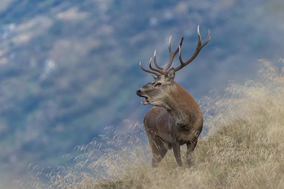 Red deer stag roaring on a mountain slope
