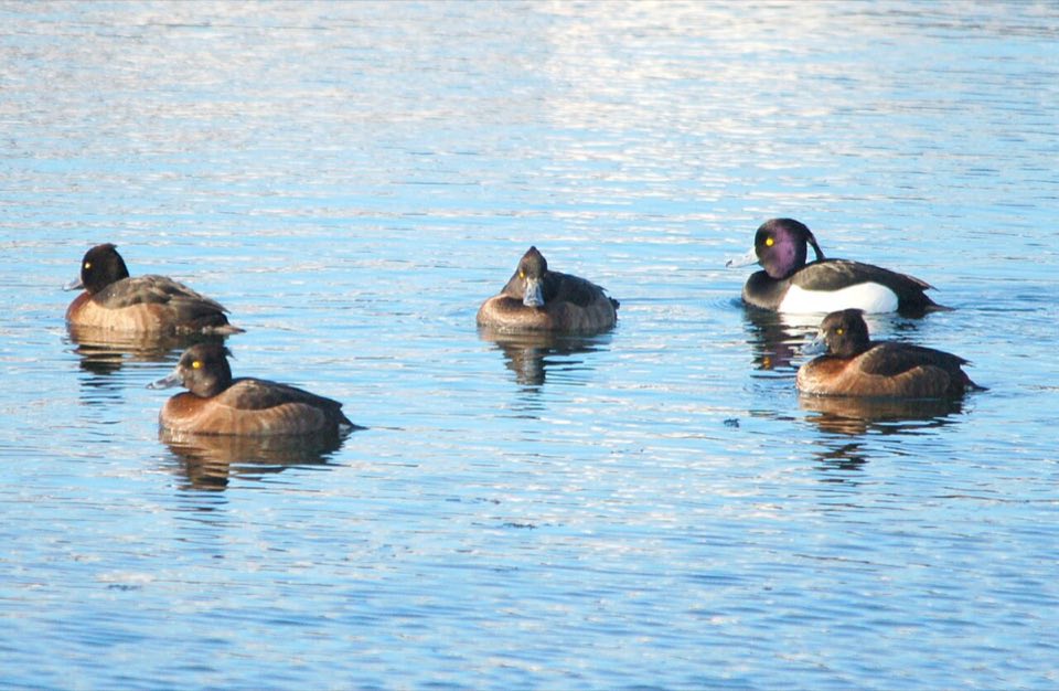 Raft of tufted ducks on open water