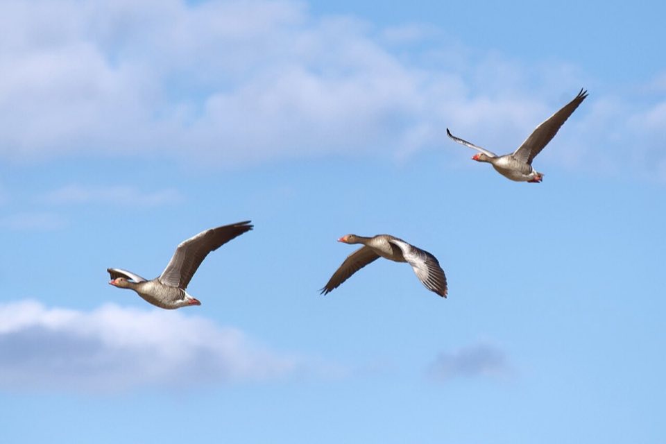 Flock of greylag geese in flight over Lake Neusiedl
