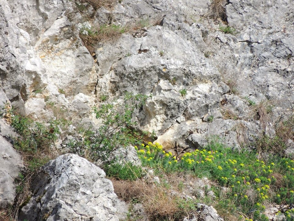Eurasian eagle-owl at its nest on a rock ledge