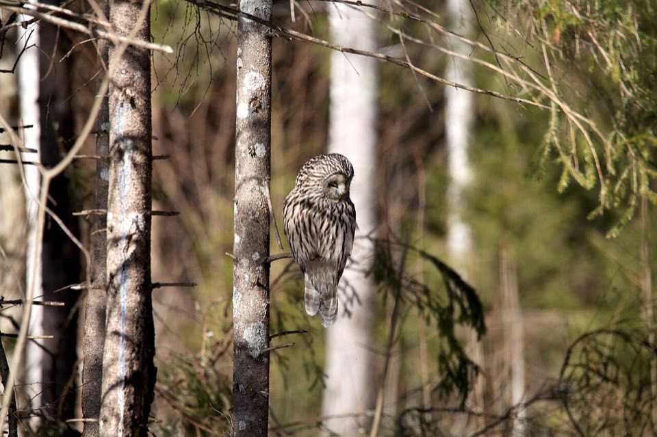 Ural owl perched in a forest