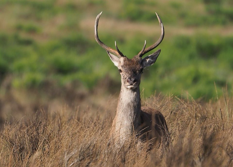 Red deer stag in eastern Belgium
