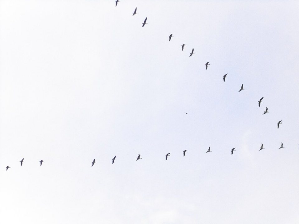 Skein of pink-footed geese flying in a V