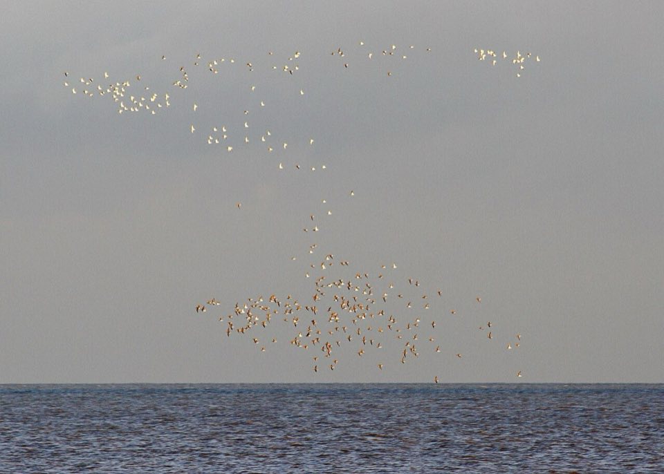 Flock of dunlin over a tidal estuary