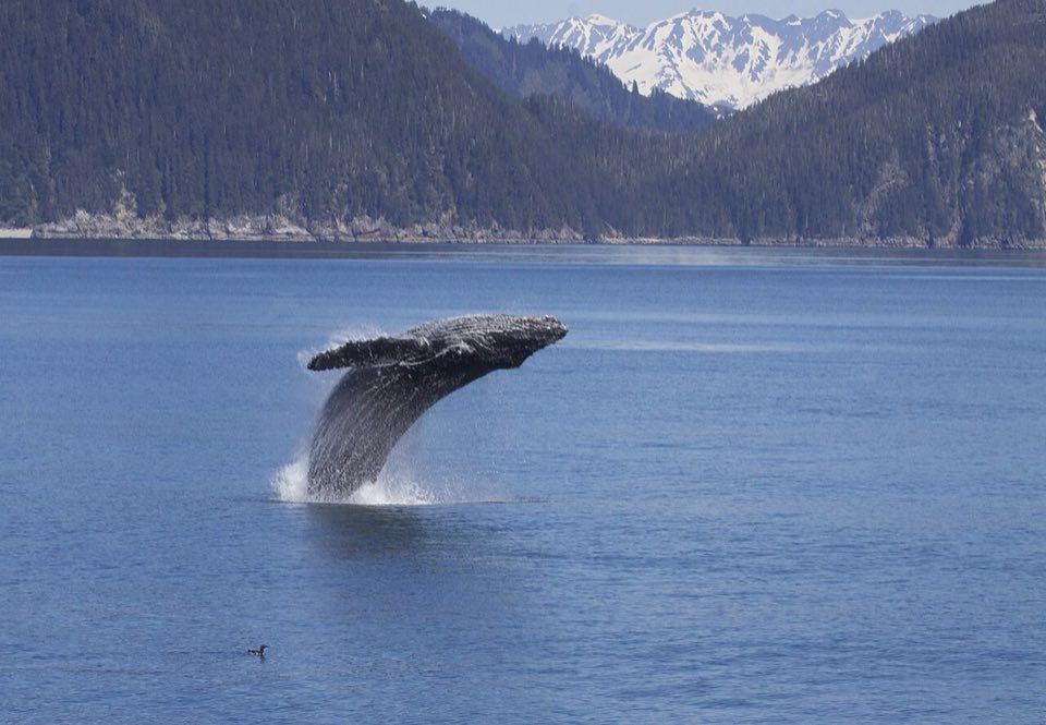 Humpback whale breaching