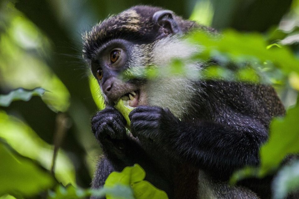 Red-bellied monkey in the forest at the Drabo monkey sanctuary, Benin