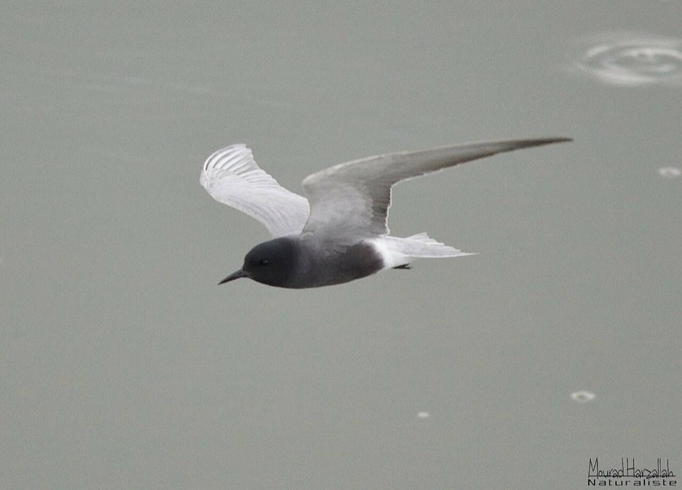 Black tern over water