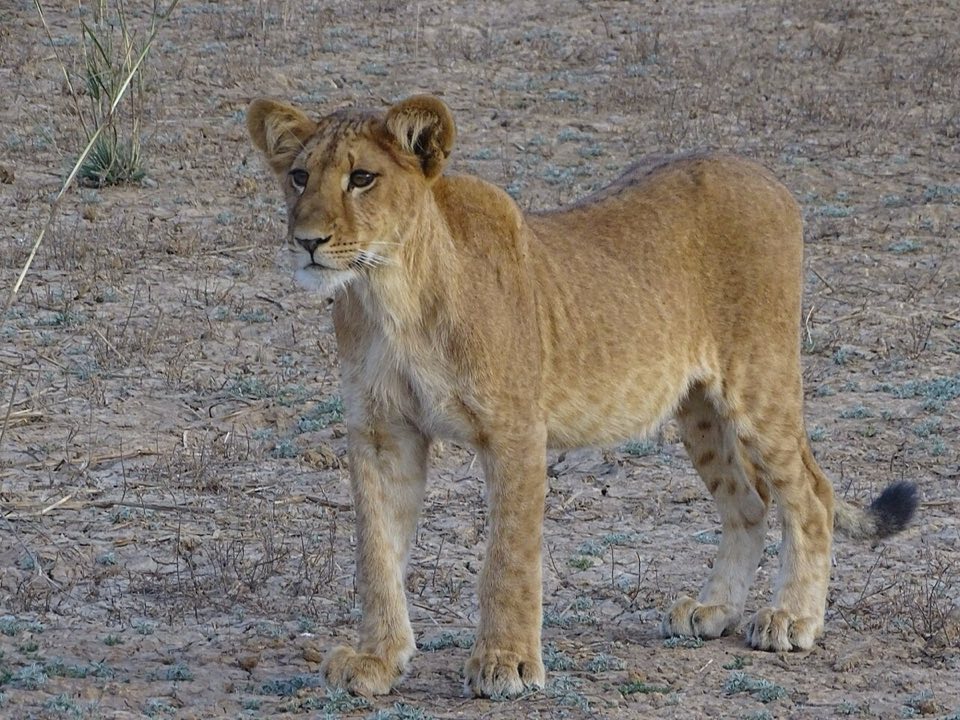 West African lion in Pendjari National Park