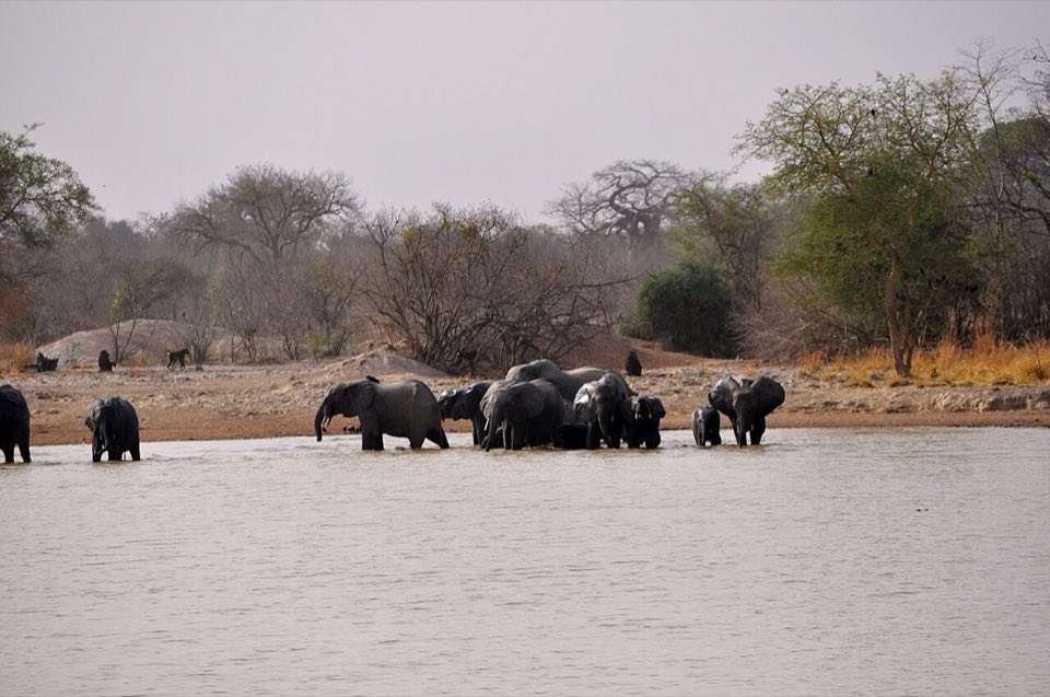 Savanna elephants in a Benin national park