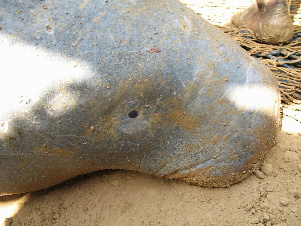 West African manatee in the water