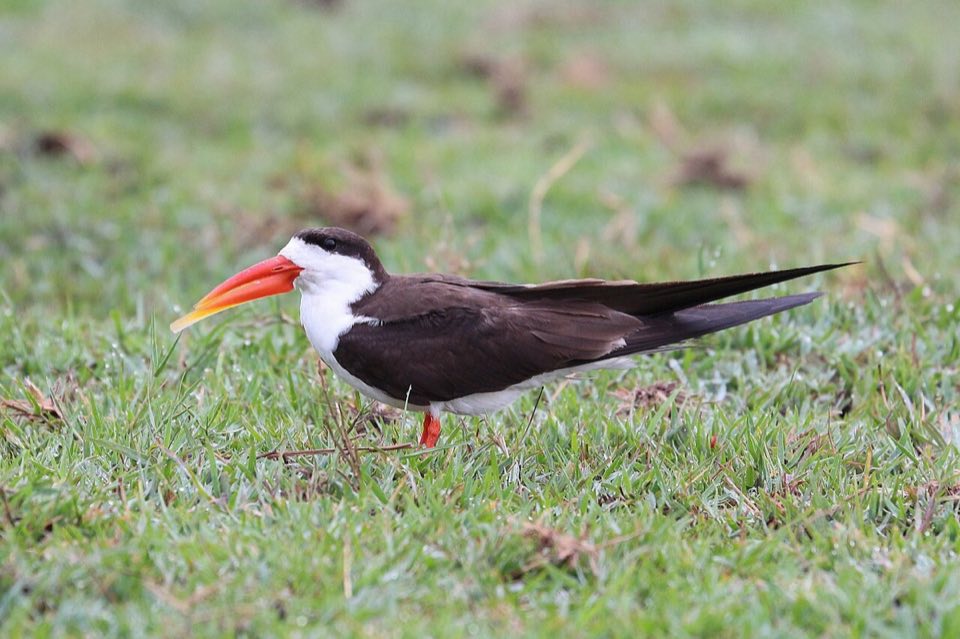 African skimmer on a sandbar