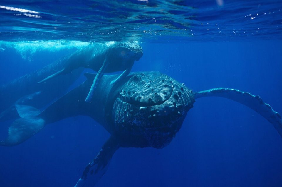 Humpback whale breaching