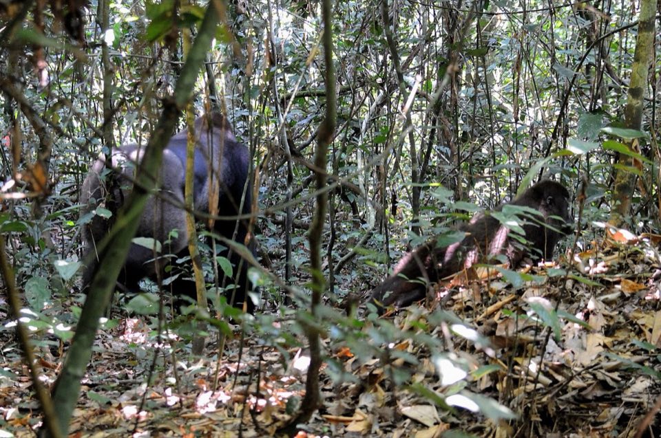 Western lowland gorilla family in the rainforest