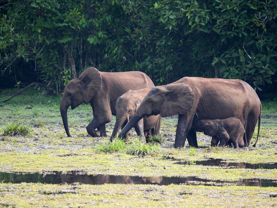 Forest elephants in a bai pool, Odzala-Kokoua