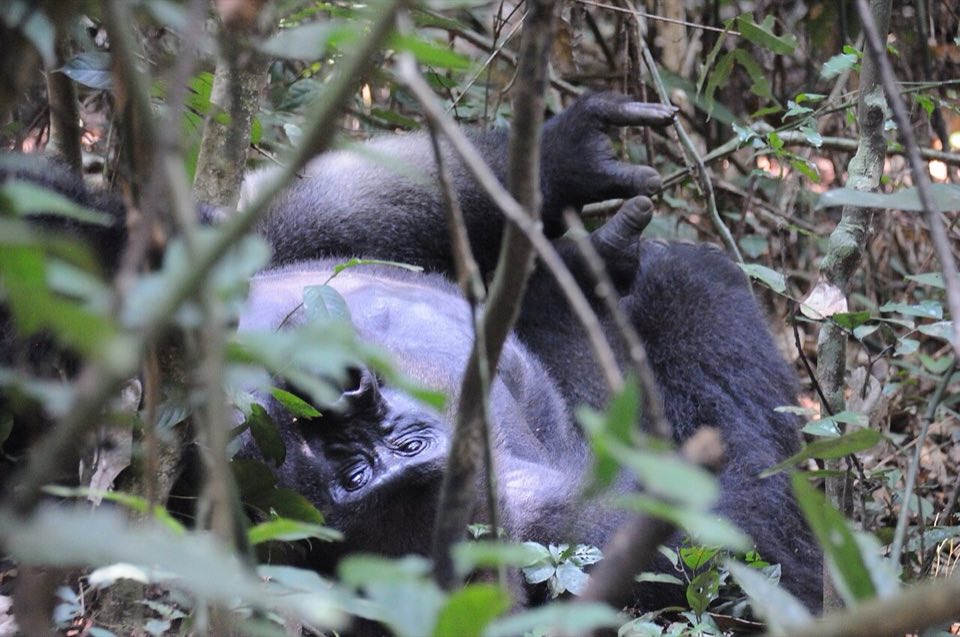 Western lowland gorilla silverback resting in the rainforest