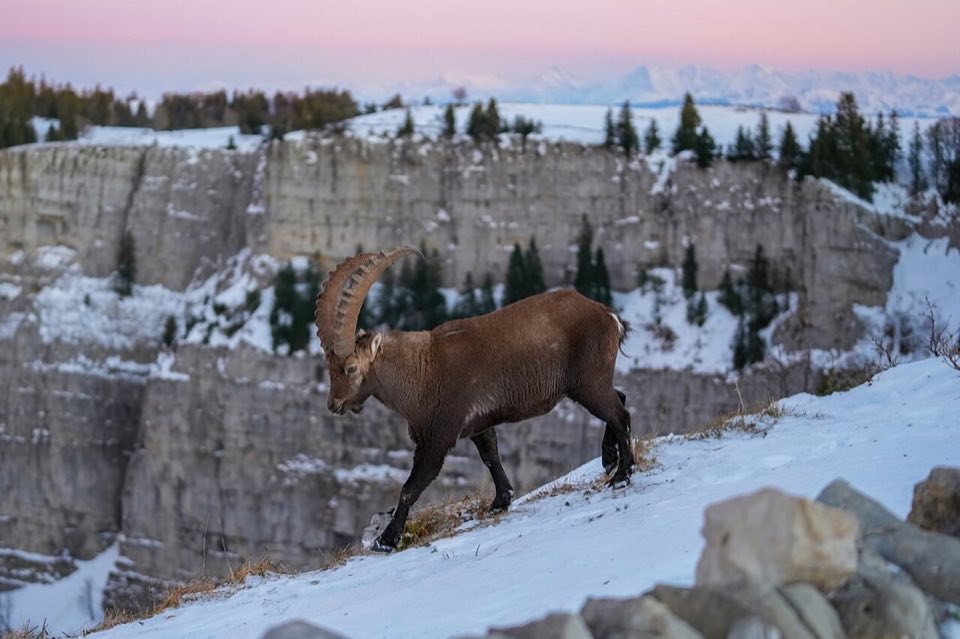 Alpine ibex on a snowy ridge at sunset