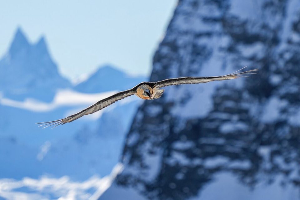 Bearded vulture soaring over the Alps