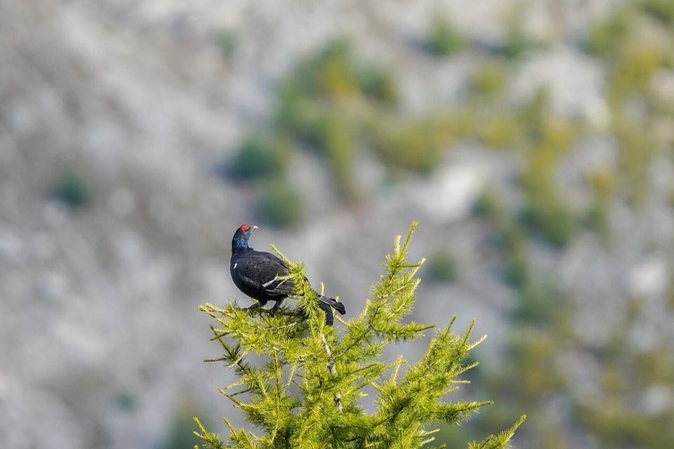 Black grouse male among larches above Riederalp