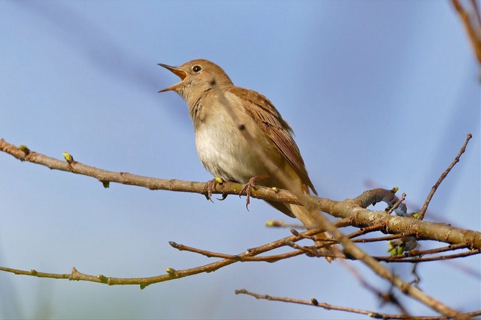 Nightingale singing from a branch
