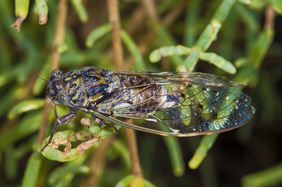 Cicada orni on a pine branch