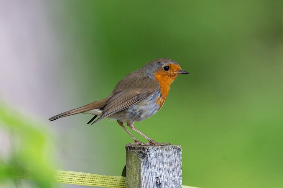 European robin perched