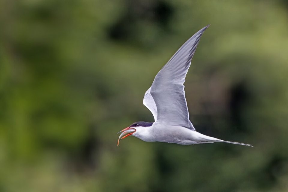 Common tern carrying a fish